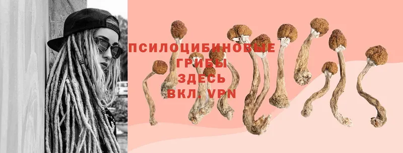 Галлюциногенные грибы Psilocybe  Москва 